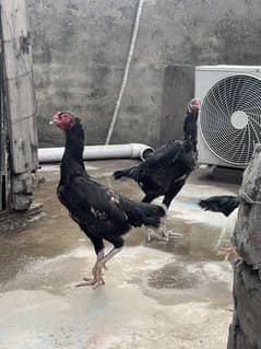 Sell hen 3 morgiya 1 morga or bachata