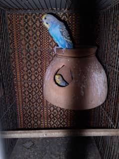 budgies