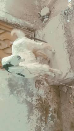 ando bakra