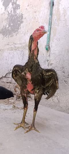 pure burmi back fotar long Hite watsap 03074367867