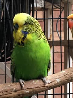 exhibition male for sale