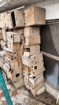 Birds Boxes for sale