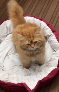 Persian cat Triple coat