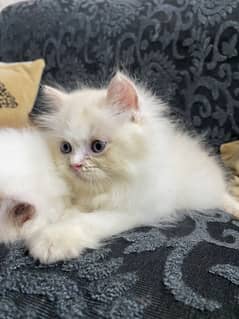 Persian triple coated kittens