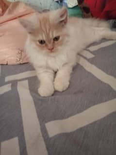 Persian