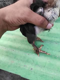 fancy×desi mix breed chicks