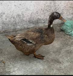Duck for sale female