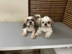 Adult Shih Tzu (Shihtzu, Shitzu) Male and Female from Pedigree parents