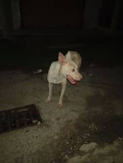 kohati