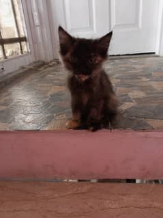 Persian