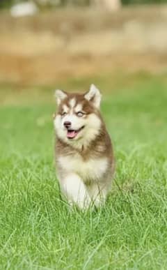 Siberian husky puppies 03198435459