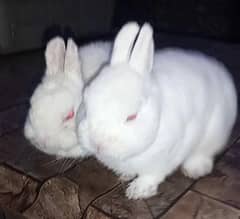| Rabbit | bunny | Holland | Netherlands | Hottot | All Breed For Sale