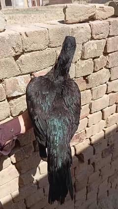 High Quality mushki  aseel Pathi