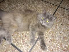 Persian