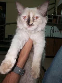 Persian cat female