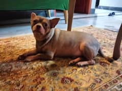 Chihuahua male dog
