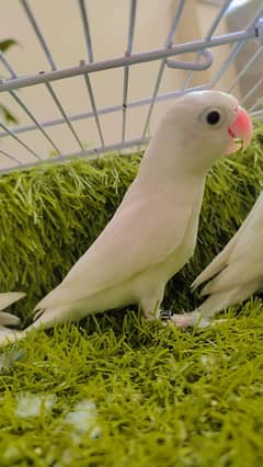 Albino