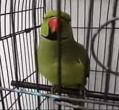 bolny