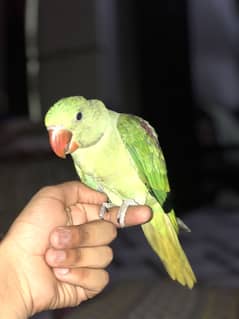 RAW TAME BABY NAIL TAIL ALL OK 0327 9777734 ONLY WATHSAPP
