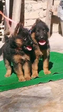 German shepherd puppies Double Coatmy WhatsApp number 03001868066