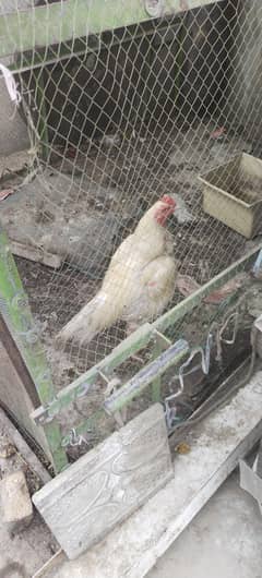 Kolangi white