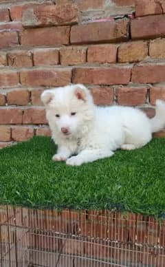Russian puppy dog eag 2 month  0346/00/62798 WhatsApp