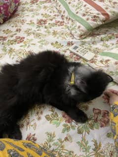For Adoption