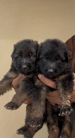 German shepherd long coat puppies