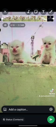 cat baby's for sale
