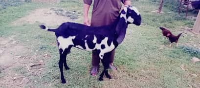betal nasal ki bakri ar sath pahti bi he