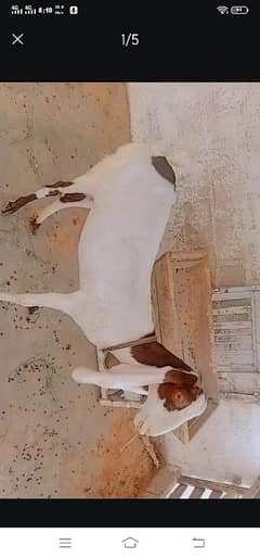 Gulabi bakri for sell