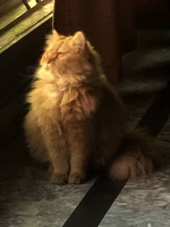 Persian cat for sale
