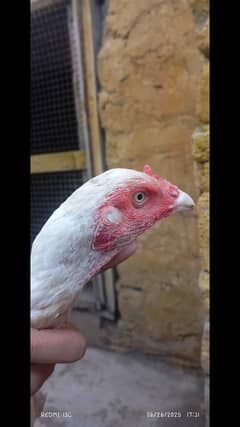 shamo cross hera female long neck