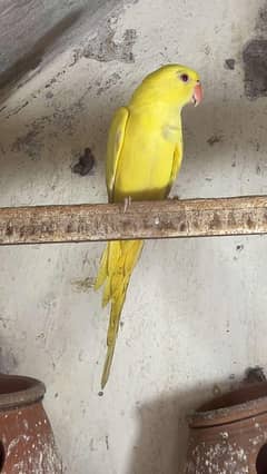 yellow parrot available for sale