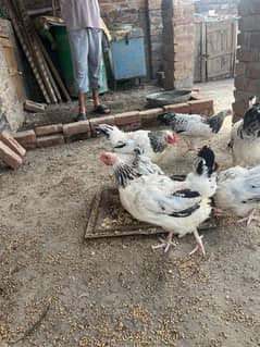 lightsusex. bantum. aseel astrolop. pair avaible