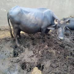bofallow