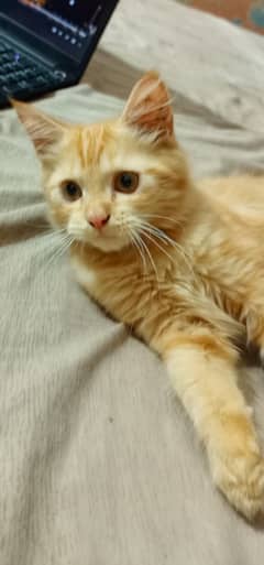 Kitten 