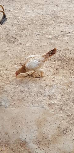 aseel murgi/ murga