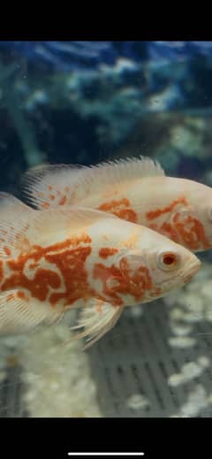 Red oscar , albino arowana, aligator gar , angel , severum