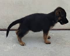 German shepherd Black & ten female puppy available for new home