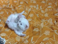 Cat baby
