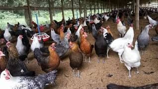 40 dasi chicken available