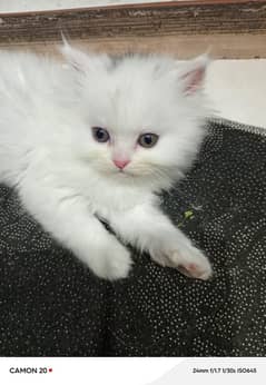 Persian cat /Persian kittens