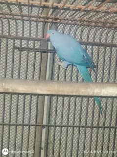 color ringneck