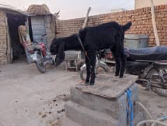 Bakra