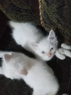 white Persian kitten each  03256971045wtsap