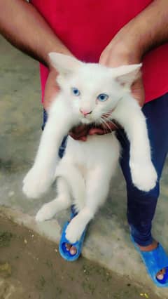 Persian white cat