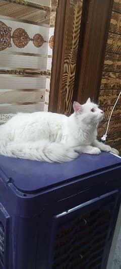 Persian cat for sale 8000/