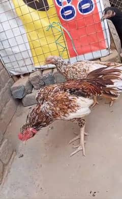 garmi