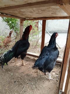 Aseel Lasani Muska Eggs